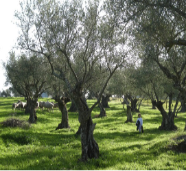 Olive land at Belvis de Monrooy